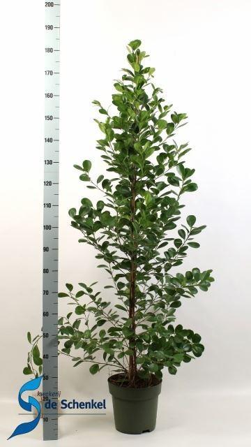 Горшечные цветы и растения оптом Ficus Microcarpa moclame от 1шт из Голландии с доставкой по России