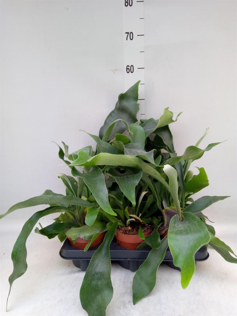 Горшечные цветы и растения оптом Platycerium Bifurc. от 6шт из Голландии с доставкой по России