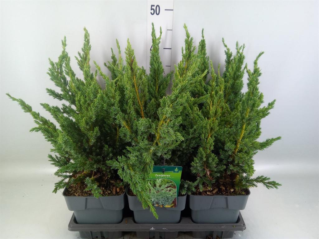 Горшечные цветы и растения оптом Juniperus Squamata   ... от 6шт из Голландии с доставкой по России