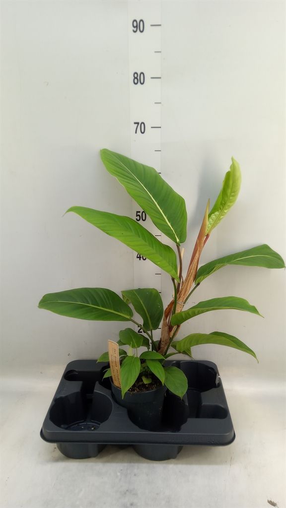 Горшечные цветы и растения оптом Philodendron   ... от 1шт из Голландии с доставкой по России
