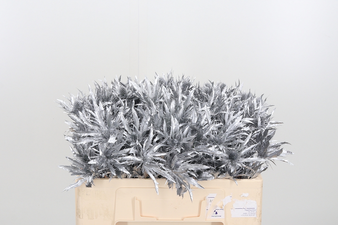 Срезанные цветы оптом Eryngium orion paint silver от 40шт из Голландии с доставкой по России