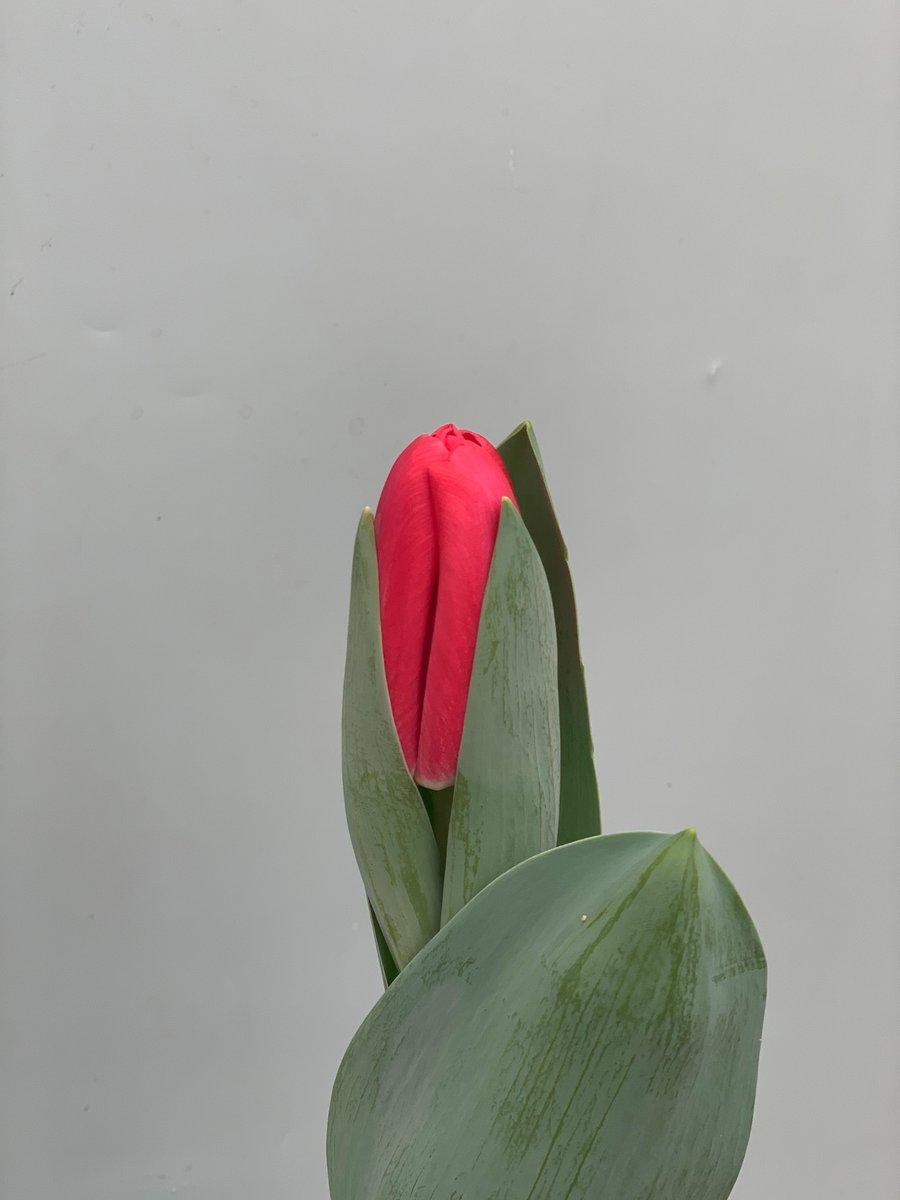 Срезанные цветы оптом Tulipa si red lips от 50шт из Голландии с доставкой по России