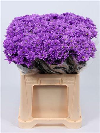 Срезанные цветы оптом Chrys sp paint euro milka от 40шт из Голландии с доставкой по России