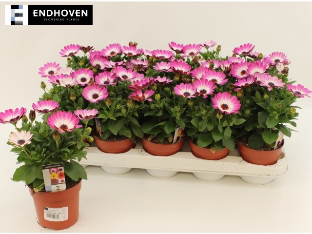 Горшечные цветы и растения оптом Osteo Dal Felicia от 15шт из Голландии с доставкой по России