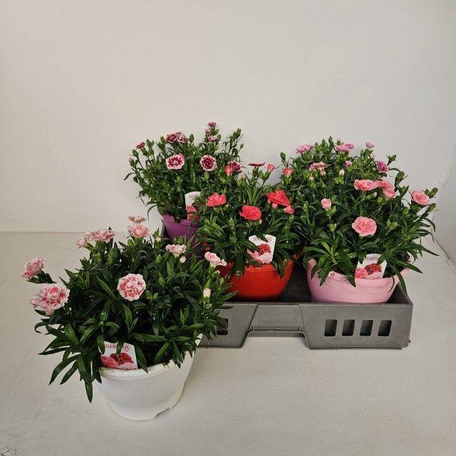 Горшечные цветы и растения оптом Dian Osc Gem от 5шт из Голландии с доставкой по России