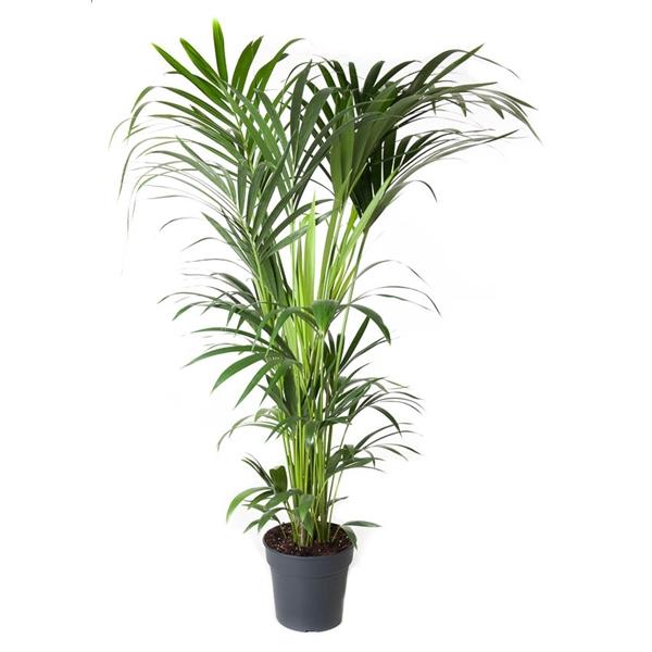 Горшечные цветы и растения оптом Howea Forsteriana 8+ от 1шт из Голландии с доставкой по России Горшечные цветы и растения оптом Howea Forsteriana 8+ от 1шт из Голландии с доставкой по России