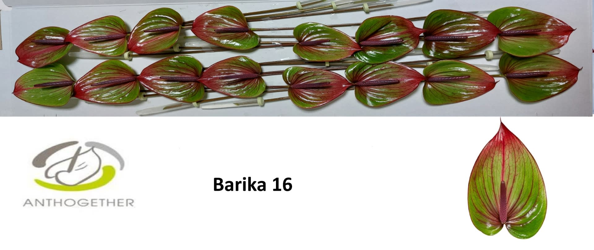 Срезанные цветы оптом Anthurium barika от 16шт из Голландии с доставкой по России