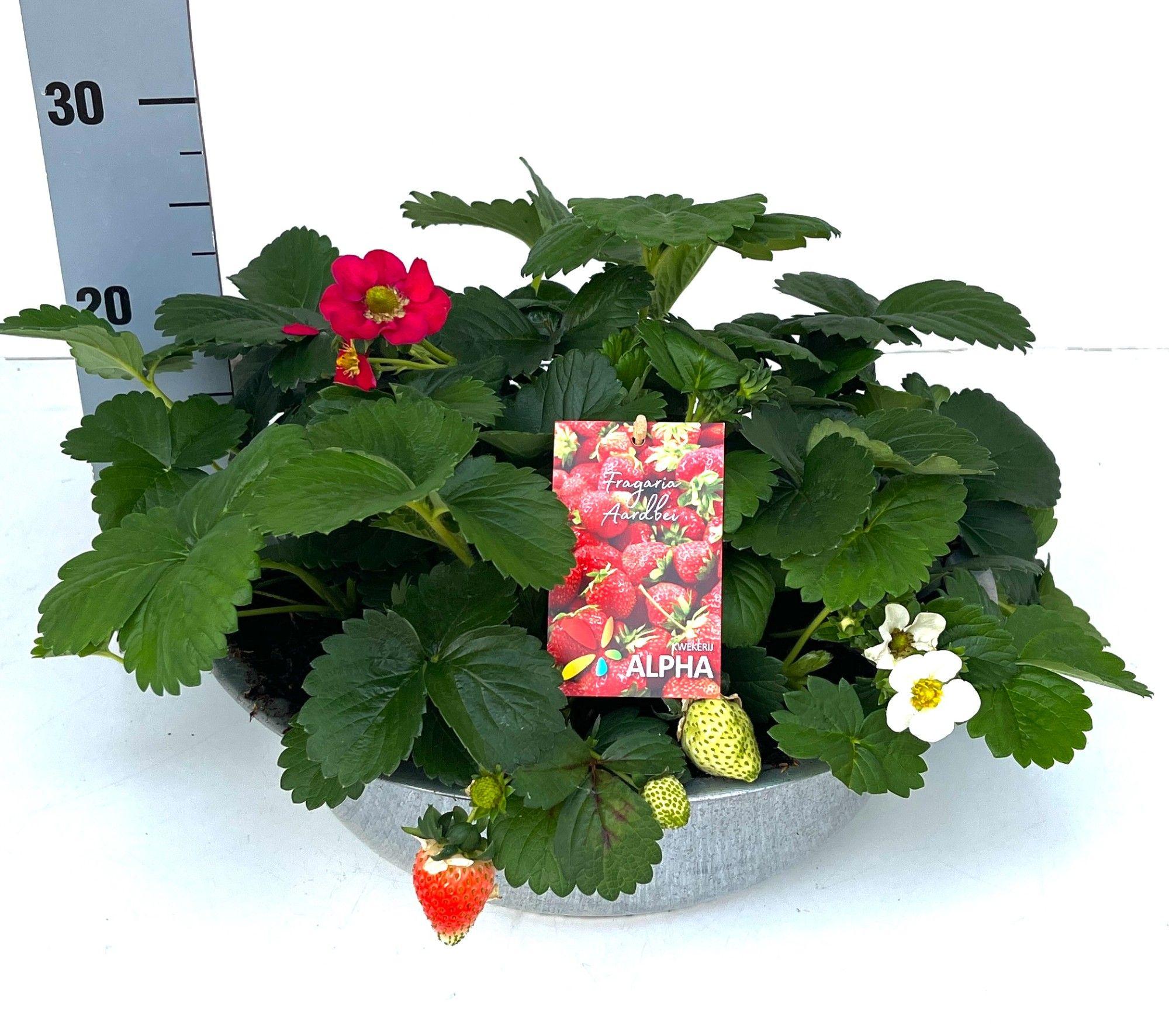 Горшечные цветы и растения оптом Frag Fragoo Gem от 1шт из Голландии с доставкой по России