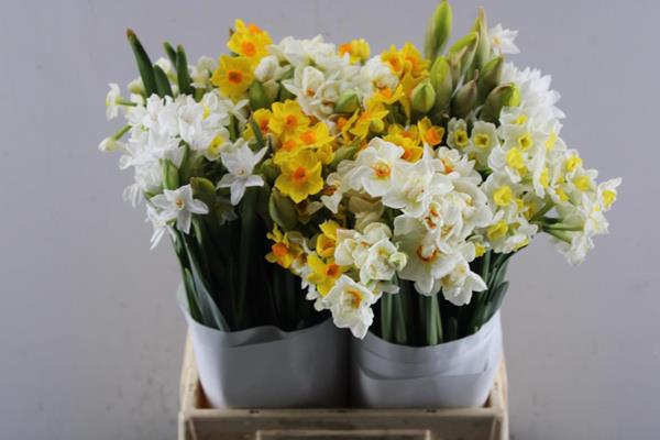 Срезанные цветы оптом Narcissus mix in bucket от 100шт из Голландии с доставкой по России Срезанные цветы оптом Narcissus mix in bucket от 100шт из Голландии с доставкой по России