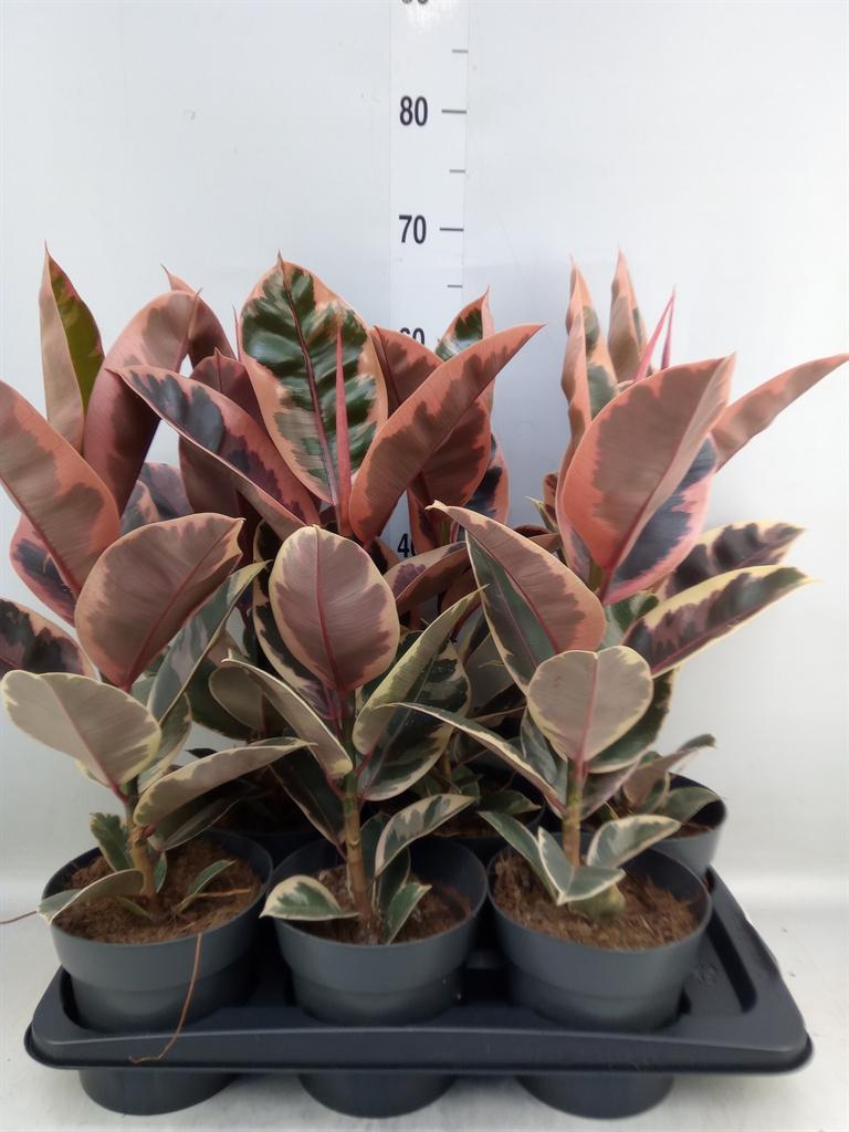 Горшечные цветы и растения оптом Ficus El Belize от 6шт из Голландии с доставкой по России