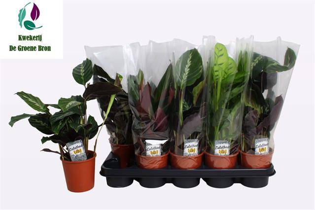 Горшечные цветы и растения оптом Calat Gem 4 Srt от 10шт из Голландии с доставкой по России