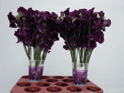 Срезанные цветы оптом Lathyrus od blue от 100шт из Голландии с доставкой по России