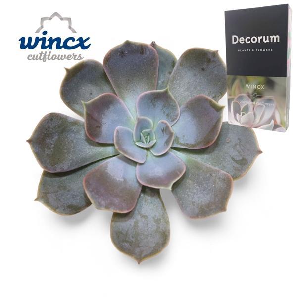 Горшечные цветы и растения оптом Echeveria Lilacina Cutflower от 10шт из Голландии с доставкой по России