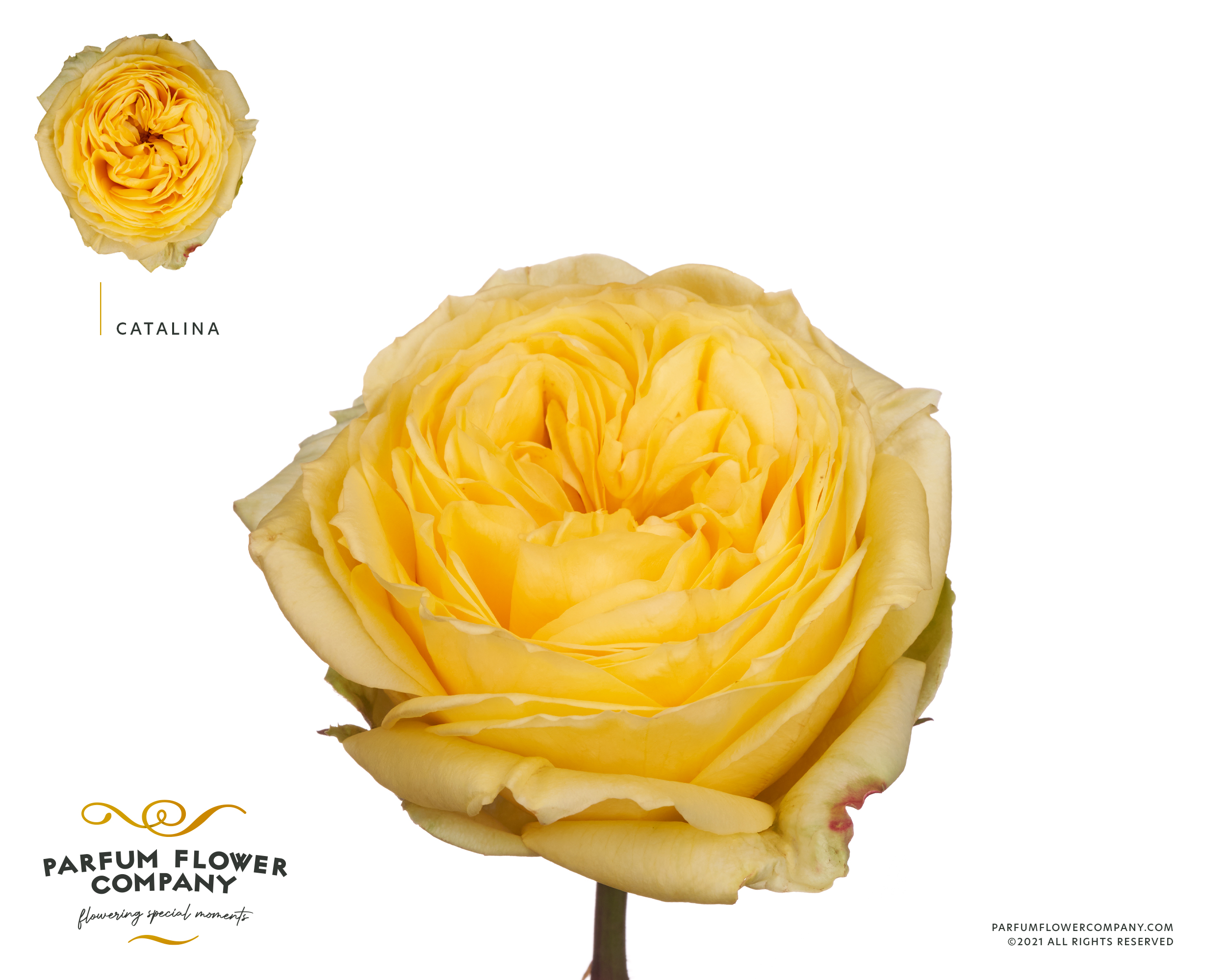 Срезанные цветы оптом Rosa garden catalina от 12шт из Голландии с доставкой по России