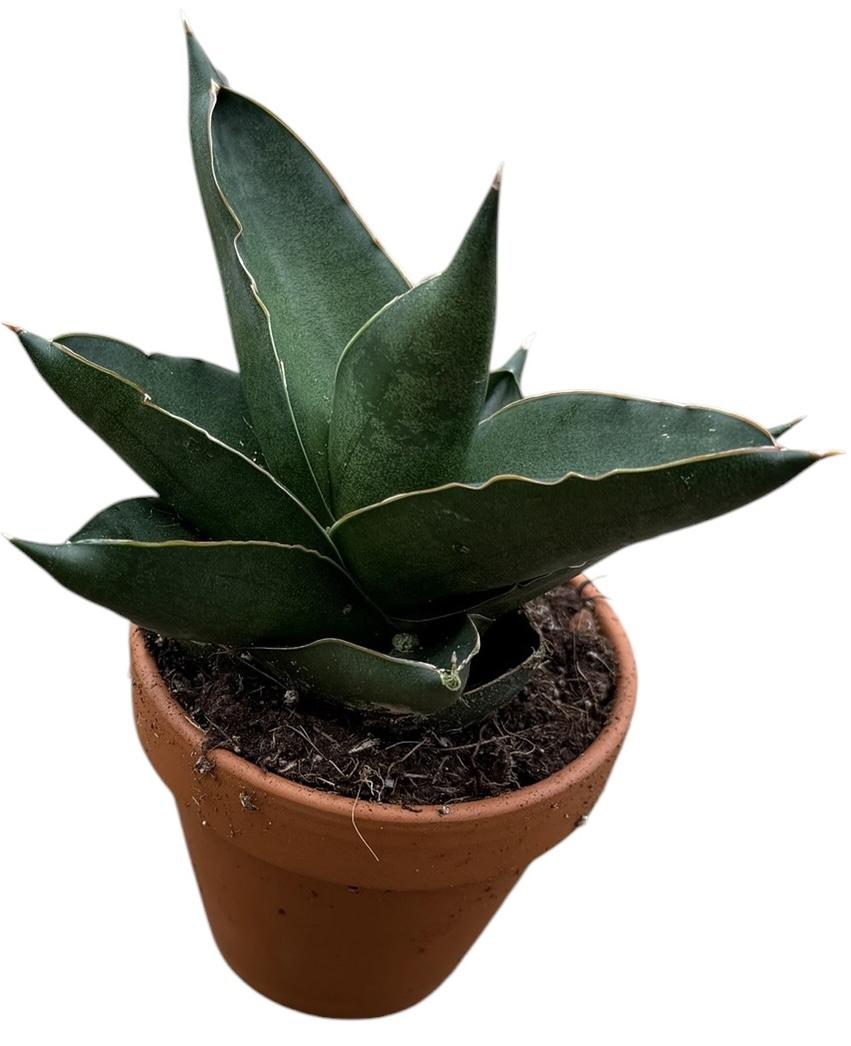 Горшечные цветы и растения оптом Sansevieria Opera House от 1шт (для телеги) из Голландии с доставкой по России