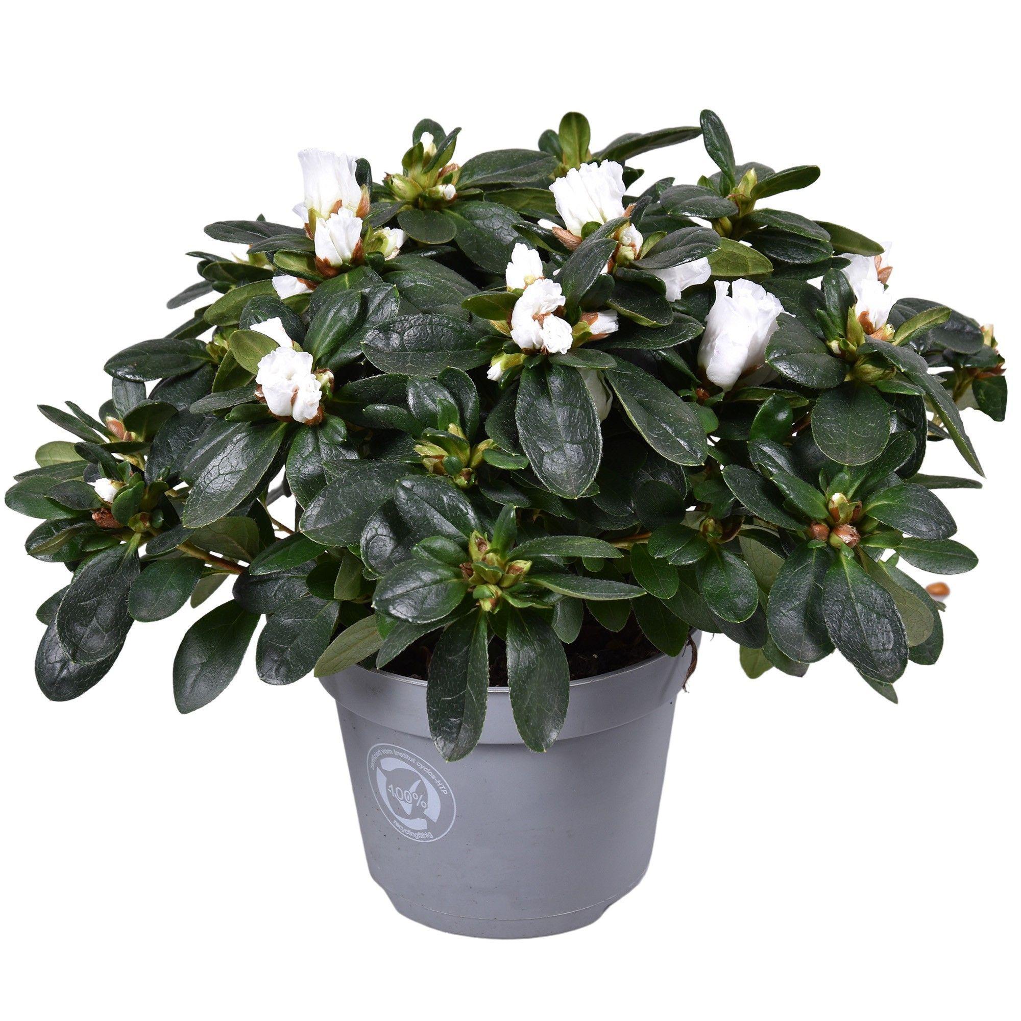 Горшечные цветы и растения оптом Azalea White от 6шт из Голландии с доставкой по России