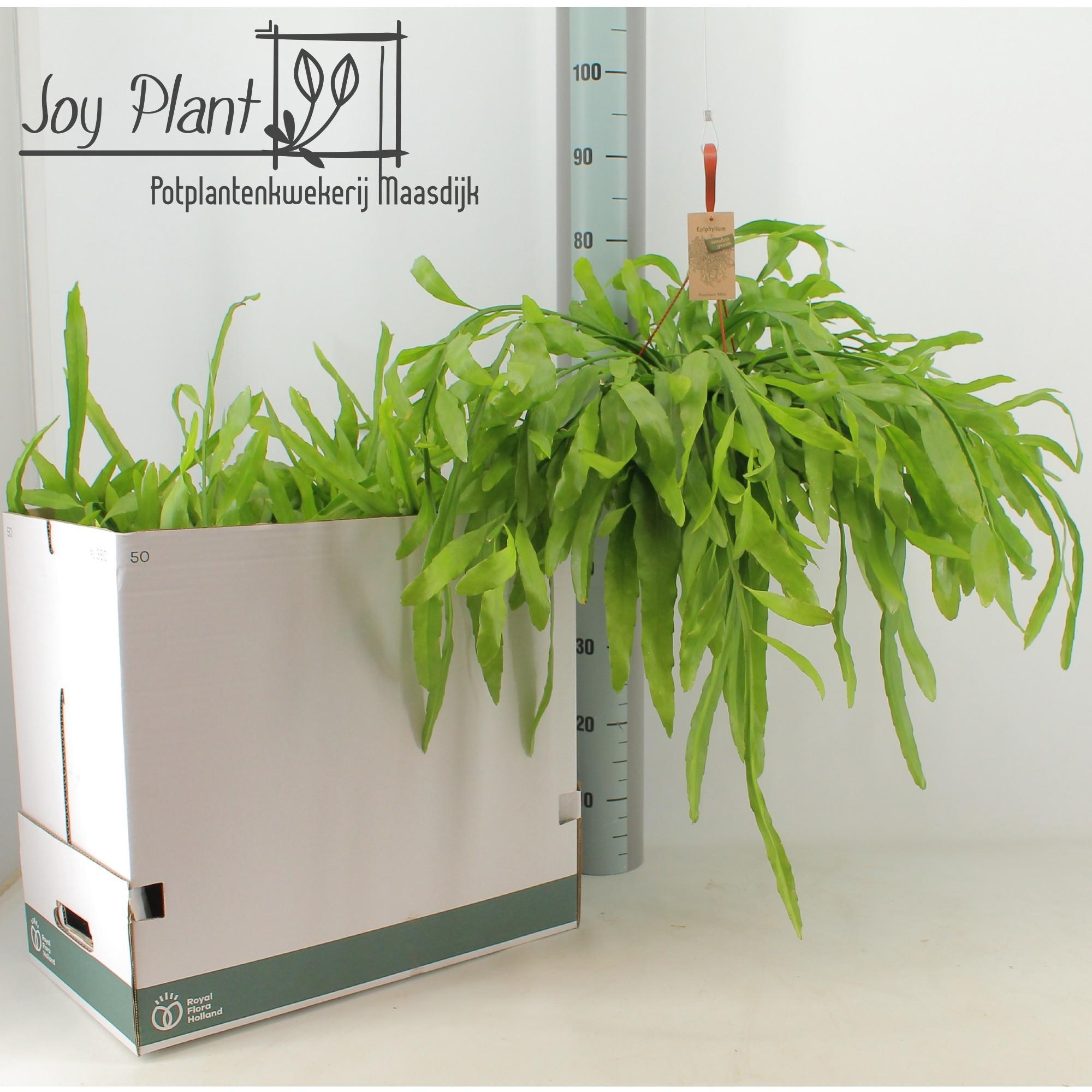 Горшечные цветы и растения оптом Epiphyllum Ov от 3шт из Голландии с доставкой по России