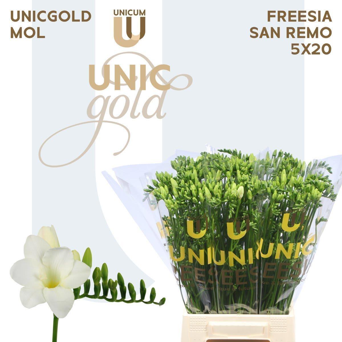 Срезанные цветы оптом Freesia si san remo от 100шт из Голландии с доставкой по России