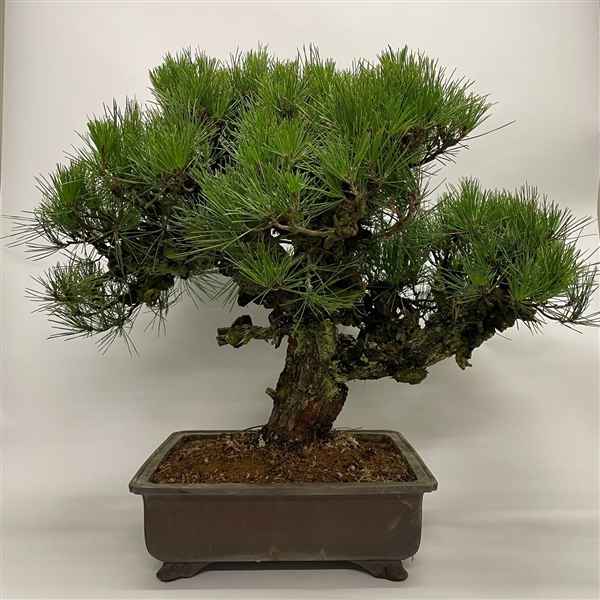 Горшечные цветы и растения оптом Bonsai Pinus Corticosa от 1шт из Голландии с доставкой по России