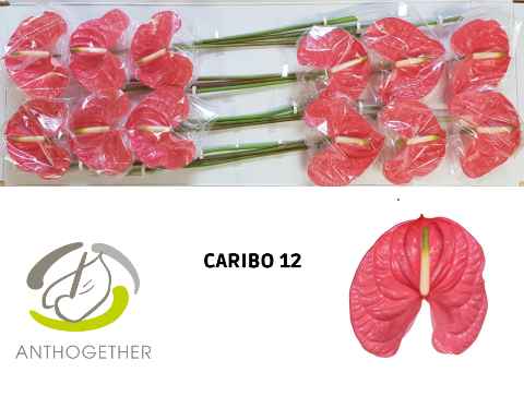 Срезанные цветы оптом Anthurium caribo от 12шт из Голландии с доставкой по России