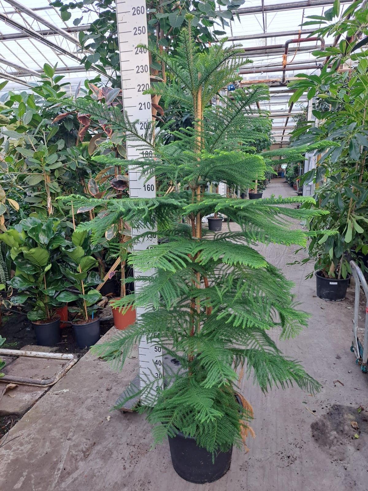 Горшечные цветы и растения оптом Araucaria 2pp от 1шт из Голландии с доставкой по России