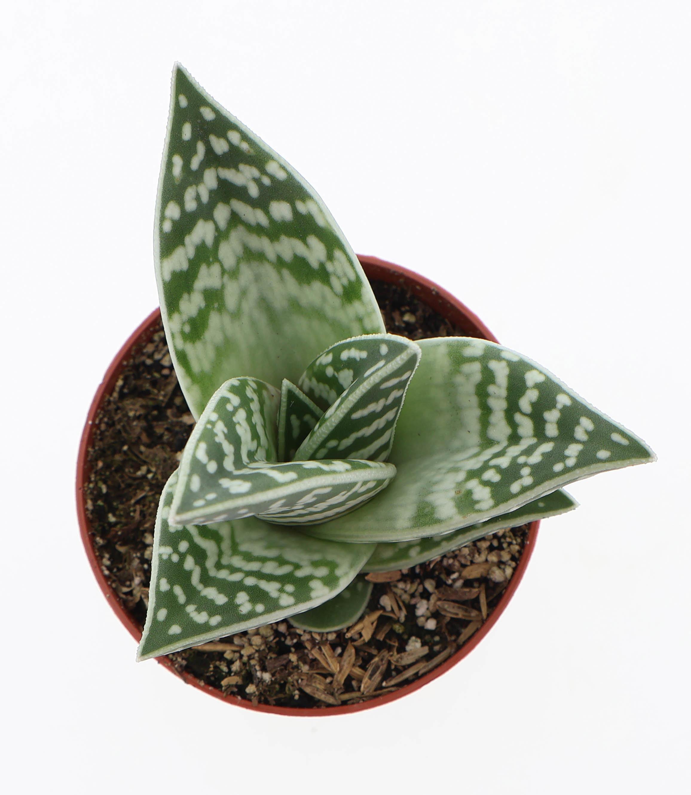 Горшечные цветы и растения оптом Aloe Variegata от 12шт (для телеги) из Голландии с доставкой по России