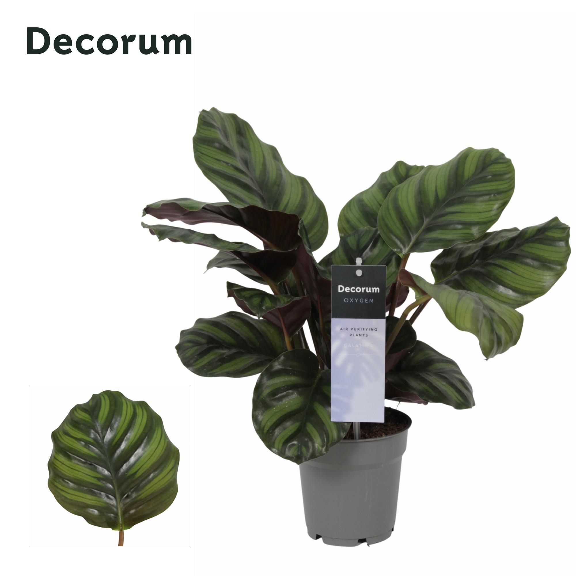 Горшечные цветы и растения оптом Calathea Fasciata (decorum) от 6шт из Голландии с доставкой по России