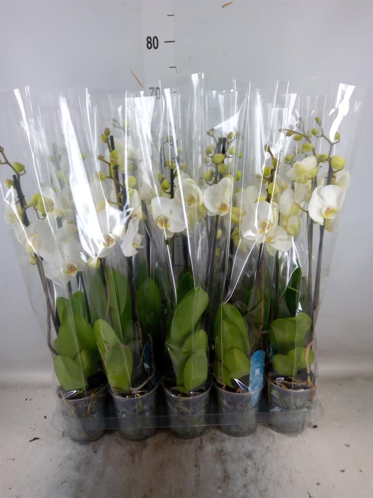 Горшечные цветы и растения оптом Phalaenopsis   ... от 10шт из Голландии с доставкой по России