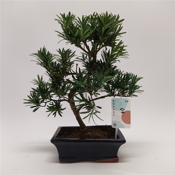 Горшечные цветы и растения оптом Bonsai Podocarpus от 5шт из Голландии с доставкой по России