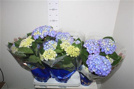 Горшечные цветы и растения оптом Hydrangea Macrophylla Meadow Blue 5-6 от 4шт из Голландии с доставкой по России