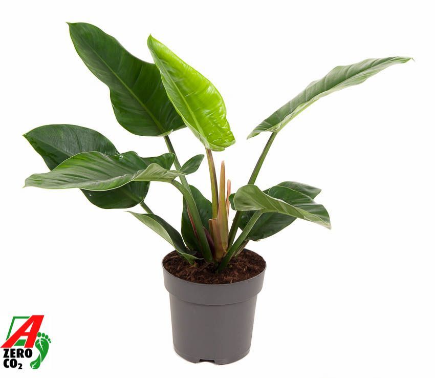 Горшечные цветы и растения оптом Philodendron Imperial Green от 1шт из Голландии с доставкой по России