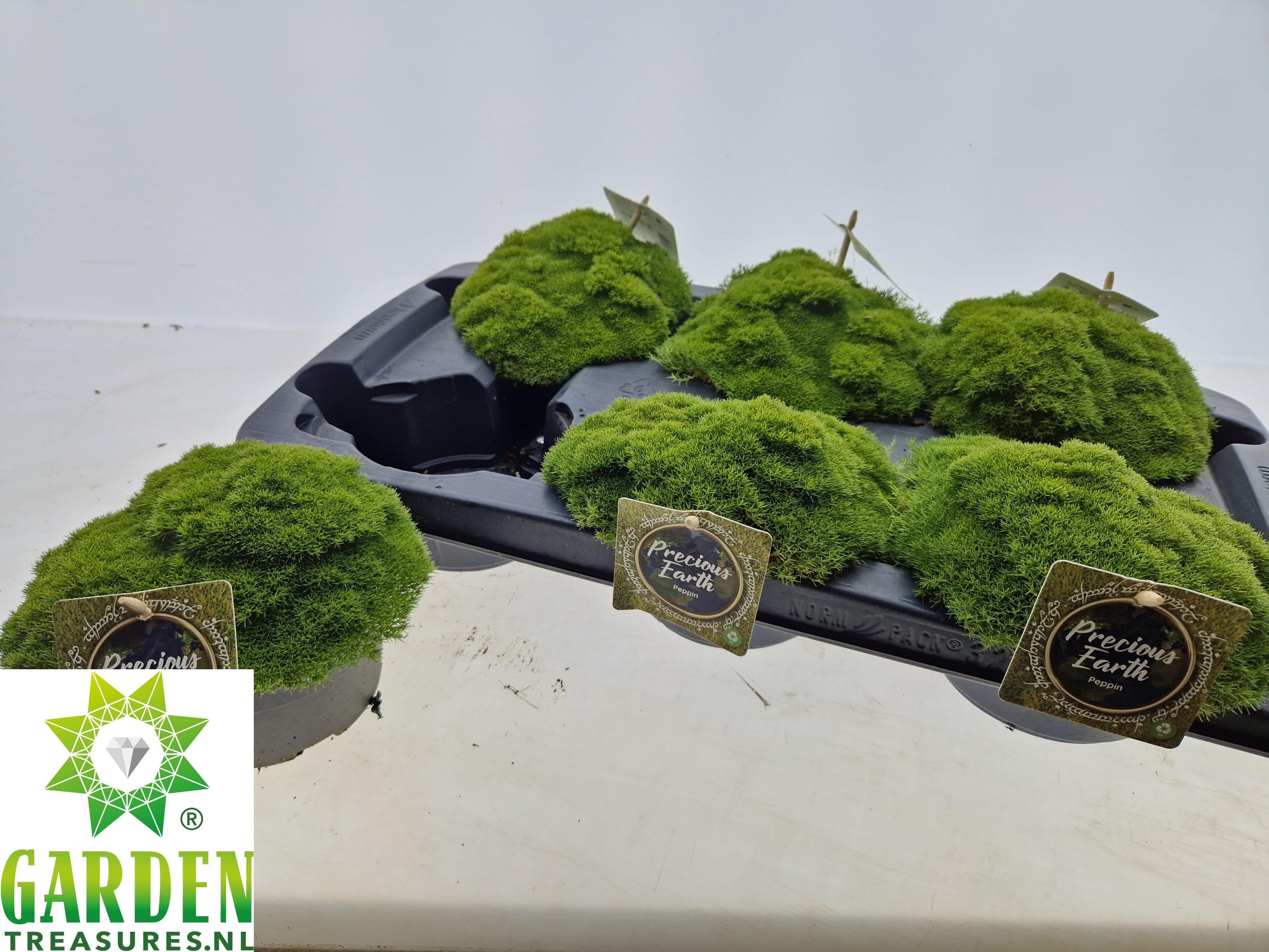 Горшечные цветы и растения оптом Vaste Planten Ov от 6шт из Голландии с доставкой по России