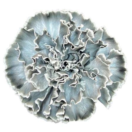 Срезанные цветы оптом Dianthus st paint grey от 80шт из Голландии с доставкой по России