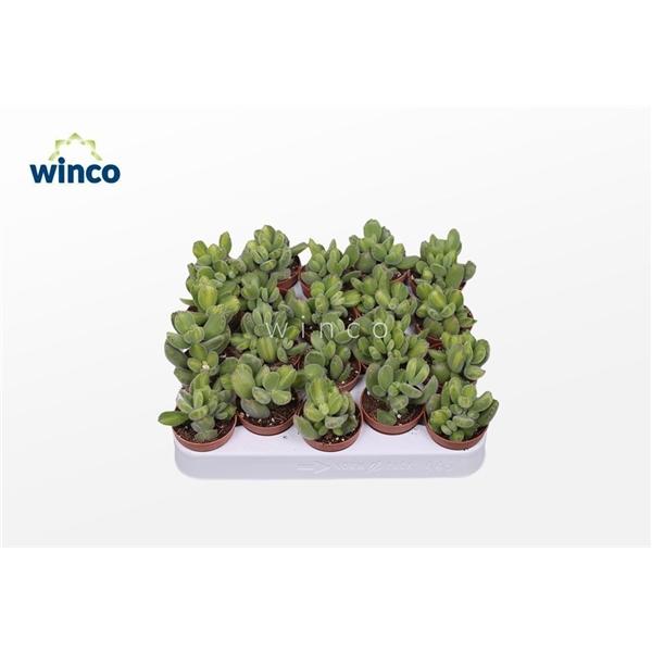 Горшечные цветы и растения оптом Cotyledon Ladysmithiensis (green Stripes) от 20шт (для телеги) из Голландии с доставкой по России