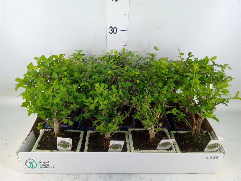 Горшечные цветы и растения оптом Bonsai ...mix от 13шт из Голландии с доставкой по России Горшечные цветы и растения оптом Bonsai ...mix от 13шт из Голландии с доставкой по России