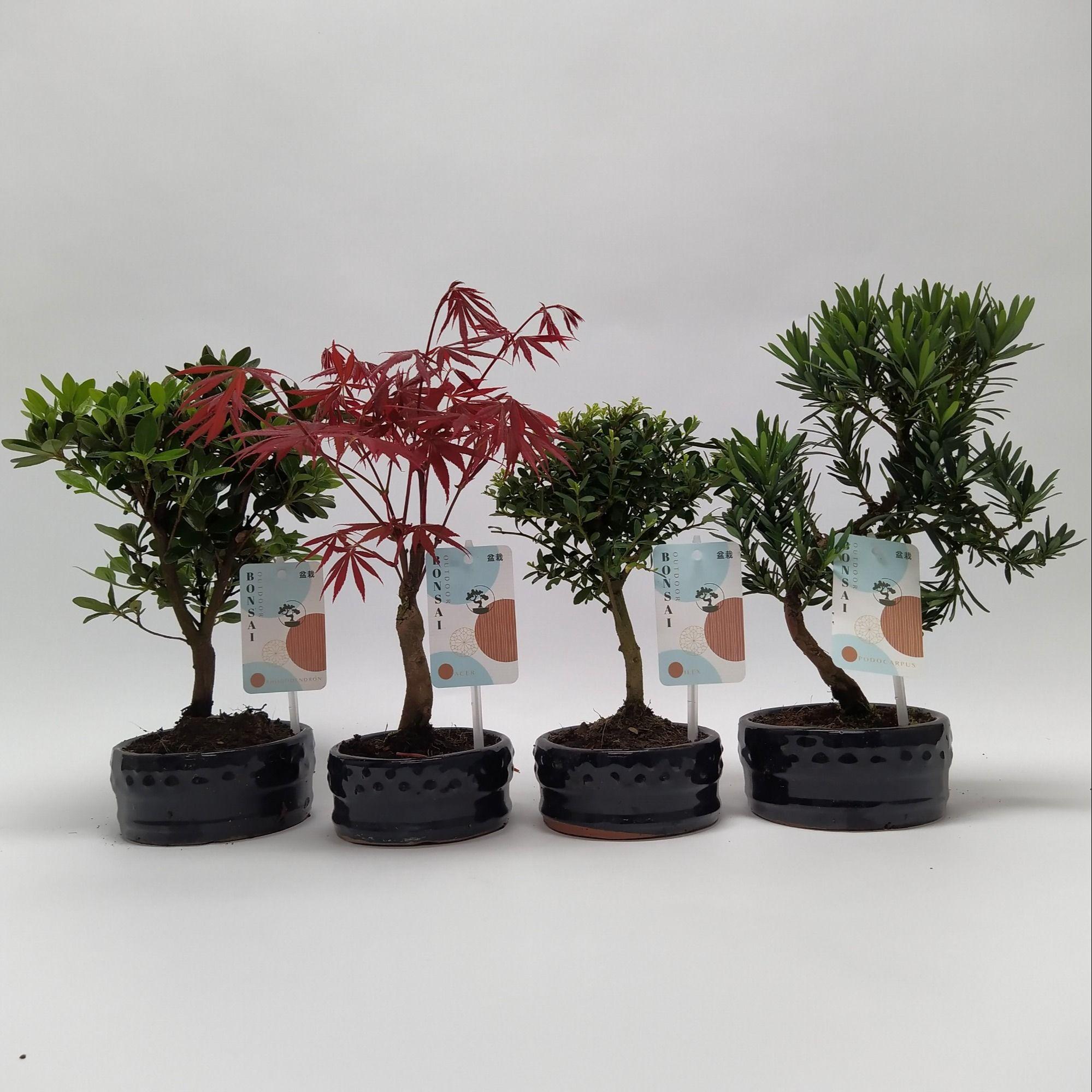 Горшечные цветы и растения оптом Bonsai Mix Outdoor от 10шт из Голландии с доставкой по России