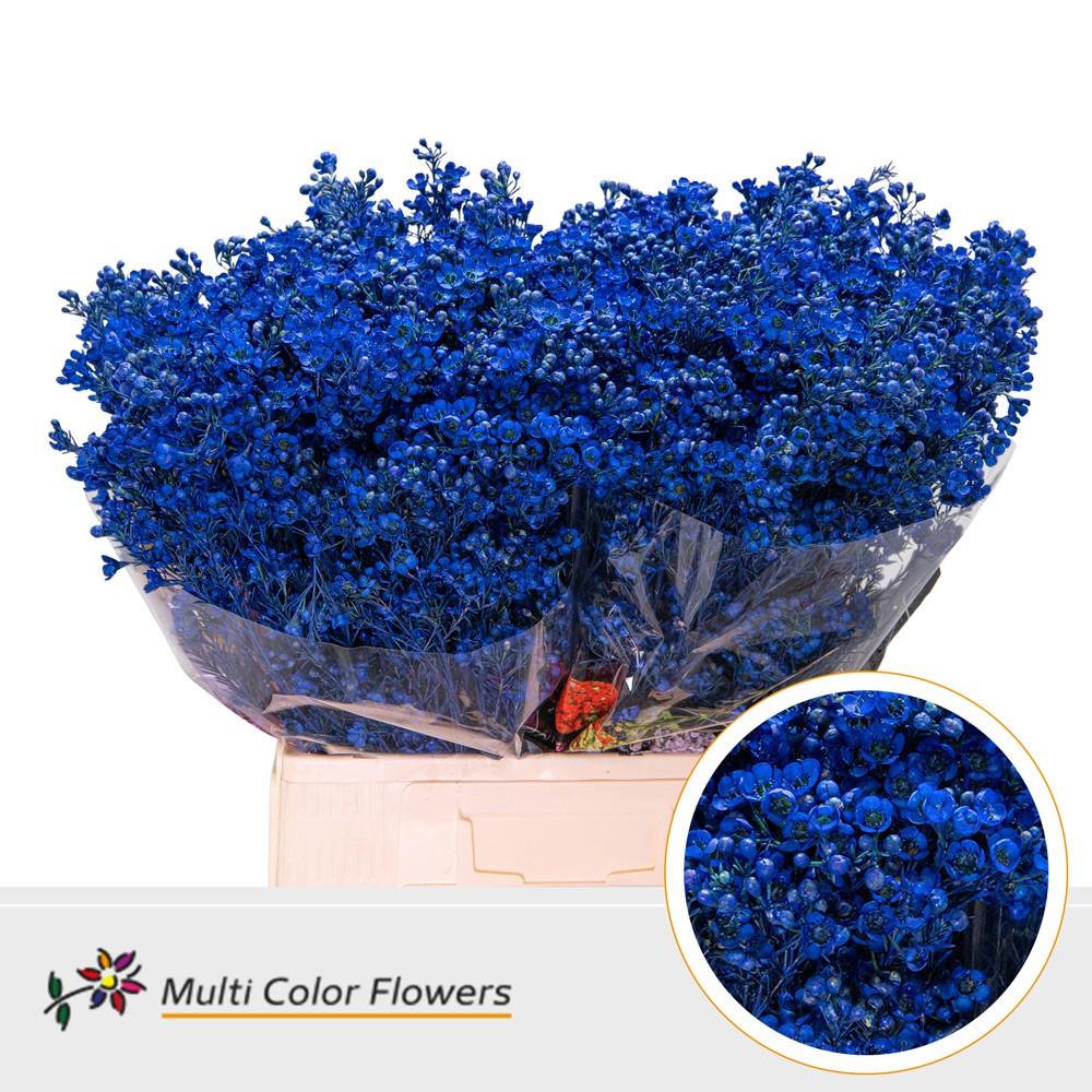 Срезанные цветы оптом Chamelaucium paint blue dark от 100шт из Голландии с доставкой по России