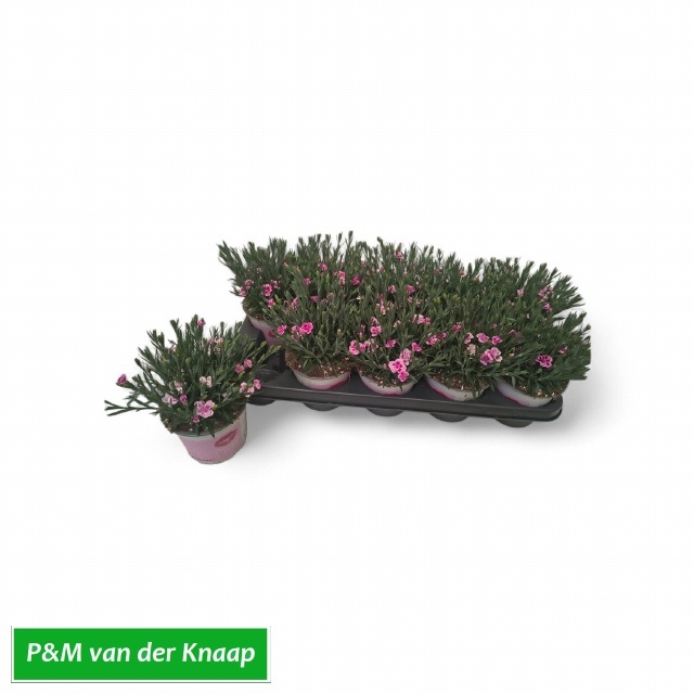 Горшечные цветы и растения оптом Dian Di Pink Kisses от 10шт из Голландии с доставкой по России