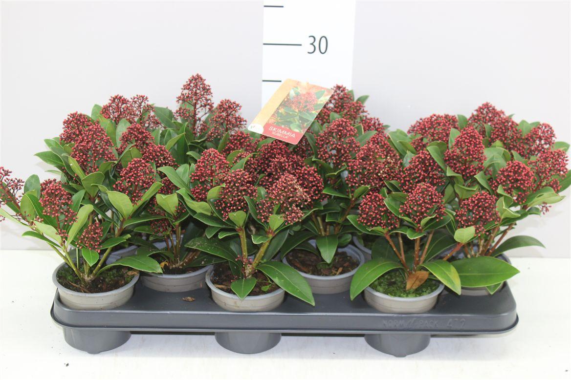 Горшечные цветы и растения оптом Skimmia Jap. Rubella 7+ от 12шт из Голландии с доставкой по России