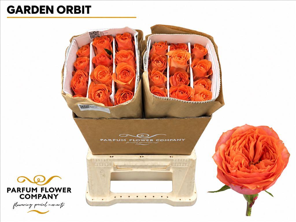 Срезанные цветы оптом Rosa garden orbit от 24шт из Голландии с доставкой по России
