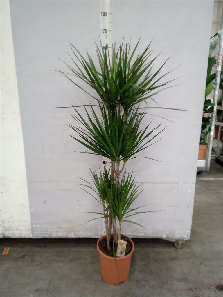 Горшечные цветы и растения оптом Dracaena Marg. от 1шт из Голландии с доставкой по России