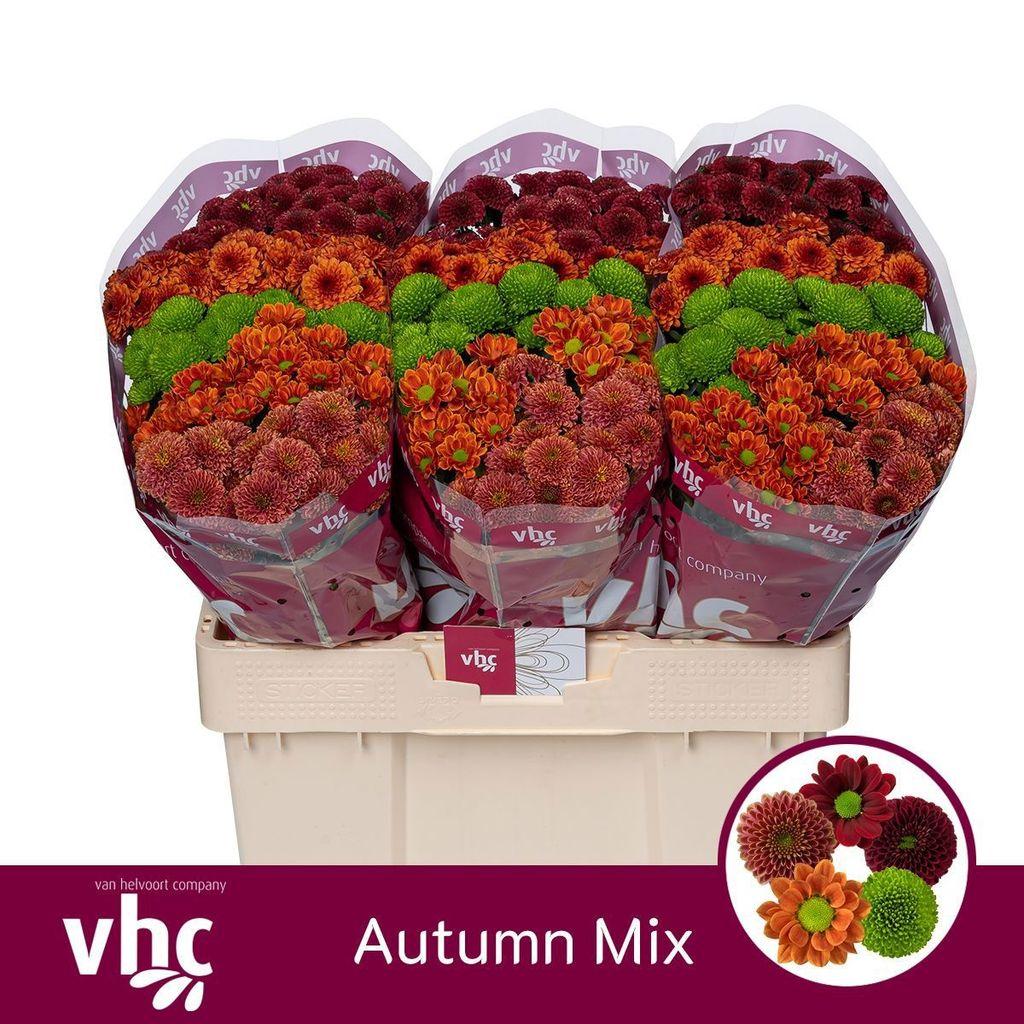 Срезанные цветы оптом Chrys sa mix autumn от 75шт из Голландии с доставкой по России