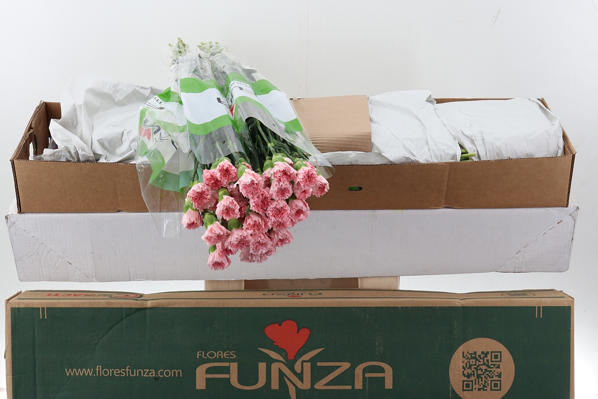 Срезанные цветы оптом Dianthus st jodie от 160шт из Голландии с доставкой по России