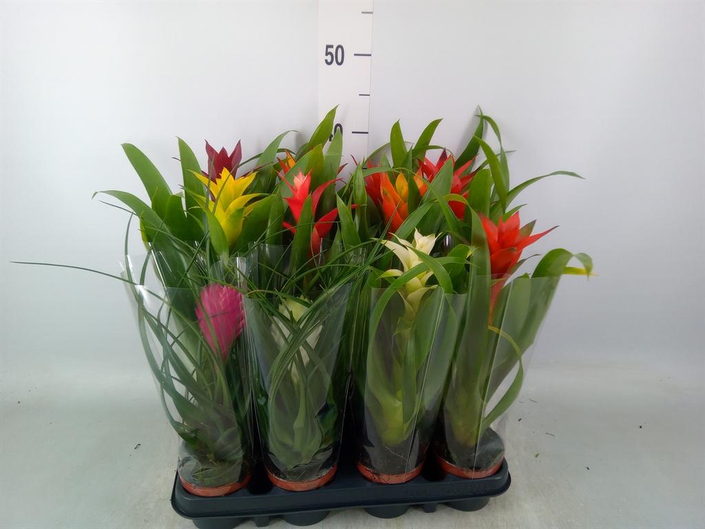 Горшечные цветы и растения оптом Bromelia   ...mix от 12шт (для телеги) из Голландии с доставкой по России
