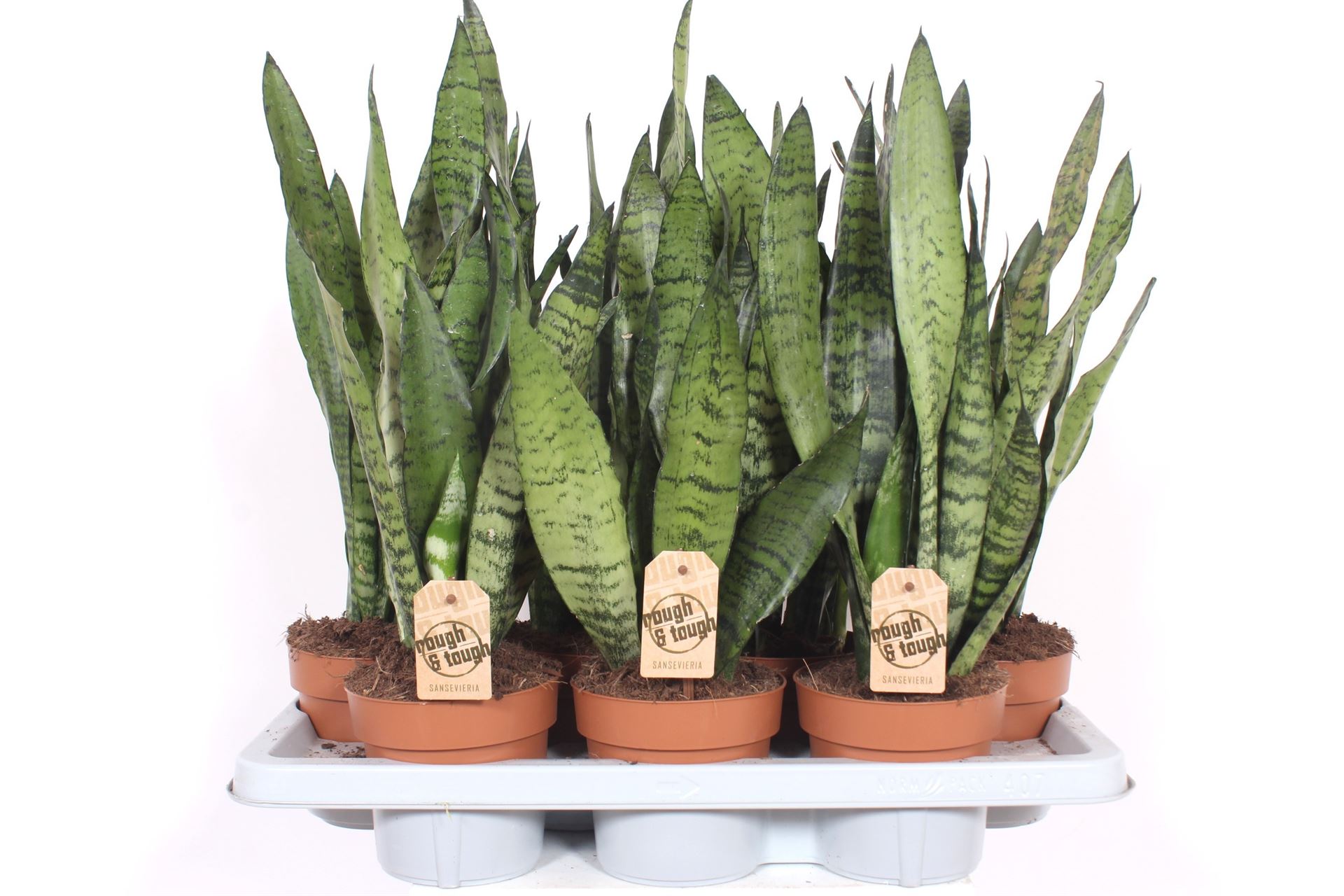 Горшечные цветы и растения оптом Sansevieria Zeylanica от 7шт' из Голландии с доставкой по России