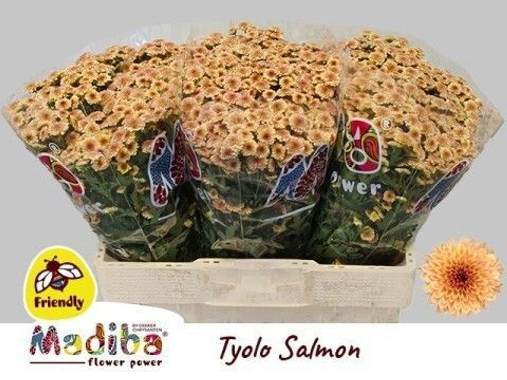 Срезанные цветы оптом Chrys sa madiba salmon tyolo от 75шт из Голландии с доставкой по России