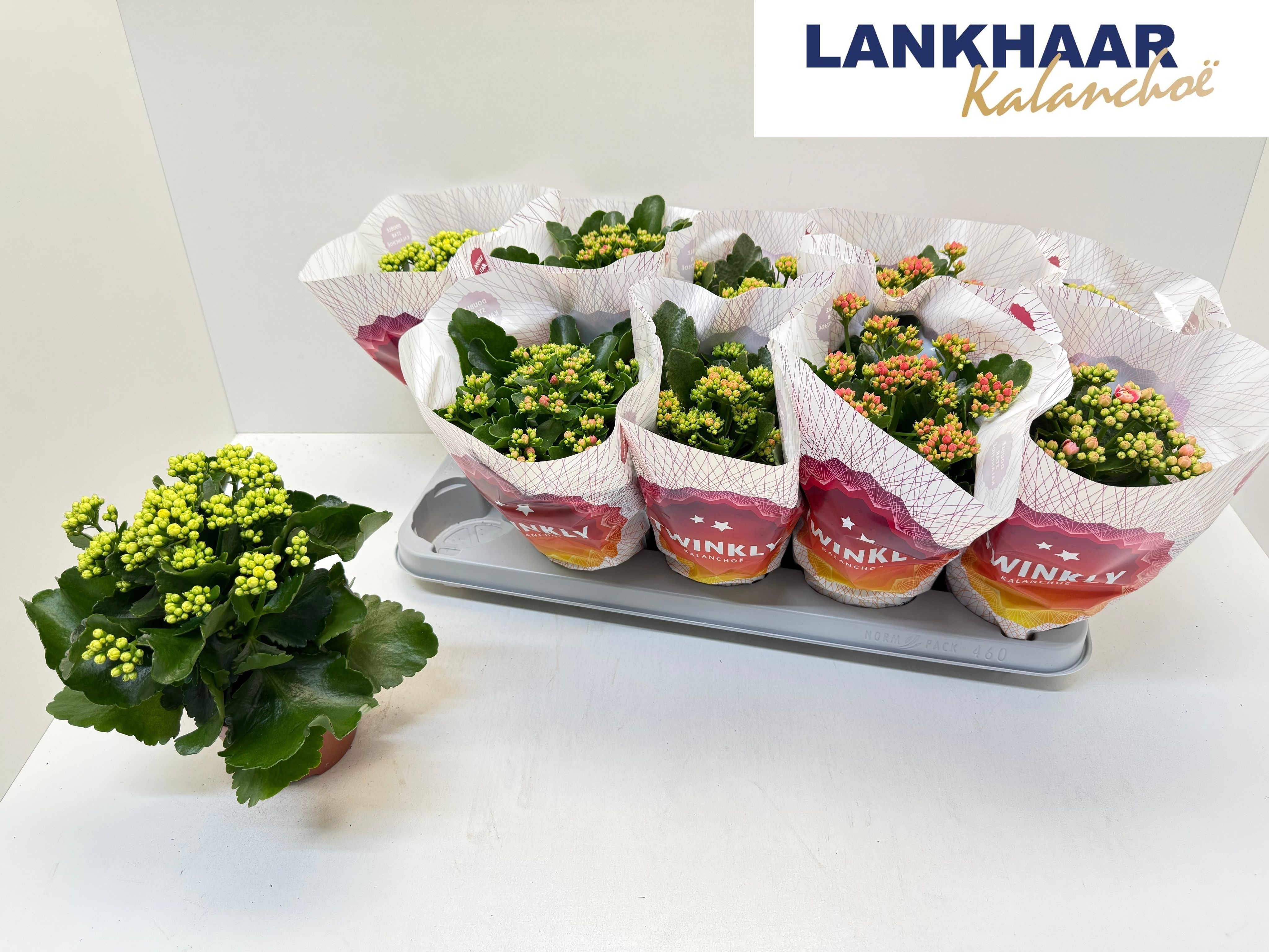 Горшечные цветы и растения оптом Kal Ge Perf Gem 5 Kl от 10шт из Голландии с доставкой по России