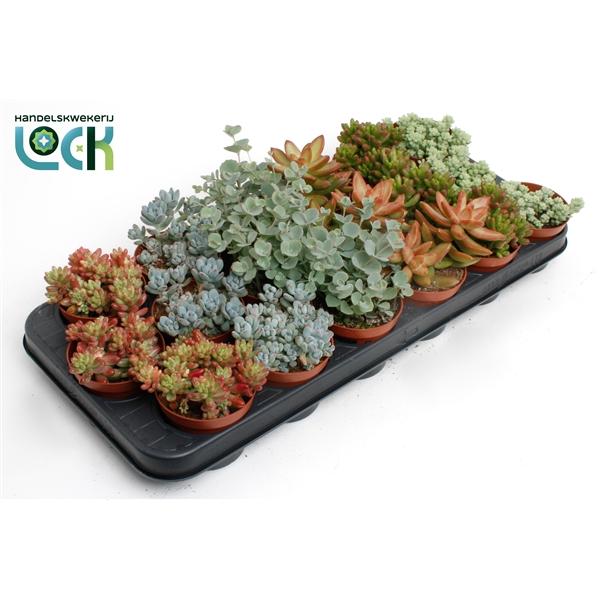 Горшечные цветы и растения оптом Sedum Mix от 12шт (для телеги) из Голландии с доставкой по России