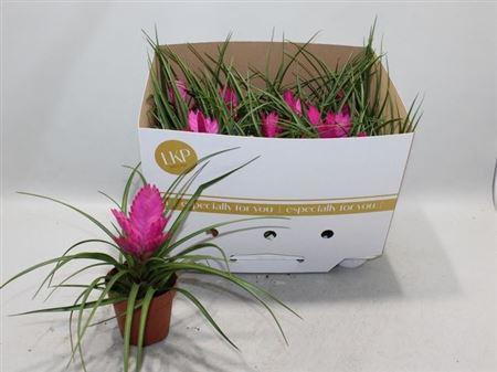 Горшечные цветы и растения оптом Tillandsia Cyanea Josee от 9шт из Голландии с доставкой по России