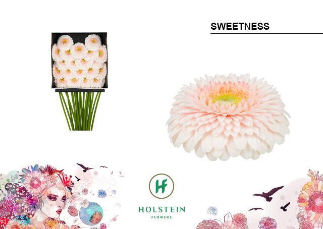 Срезанные цветы оптом Germini diamond gerponi sweetness от 20шт из Голландии с доставкой по России